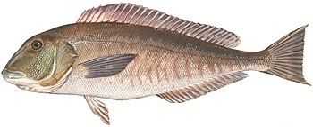 Grey Tilefish