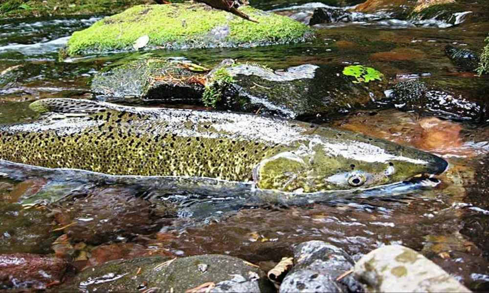 Chinook vs. Coho What’s the Difference?