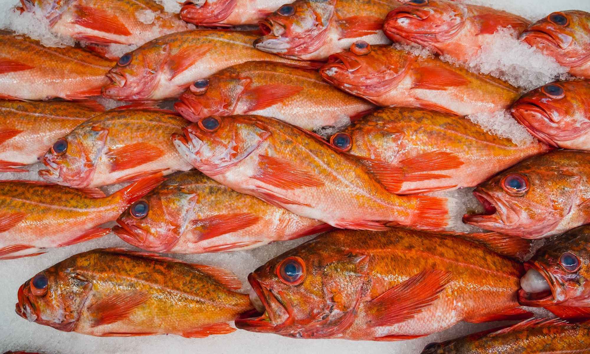 Fish on Ice: How Long Can You Keep Them Ungutted? 