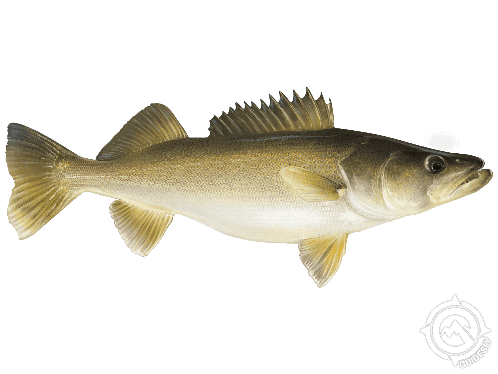 Learn About the Walleye – Fishing