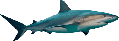 shortfin mako shark drawing