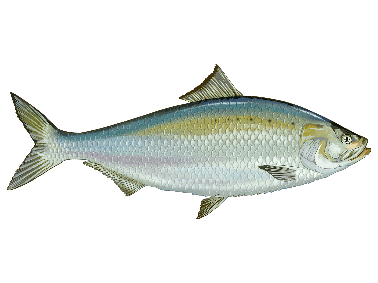 american shad fishing