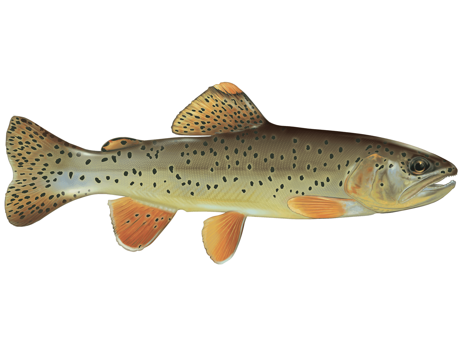 Learn About the Apache Trout – Fishing
