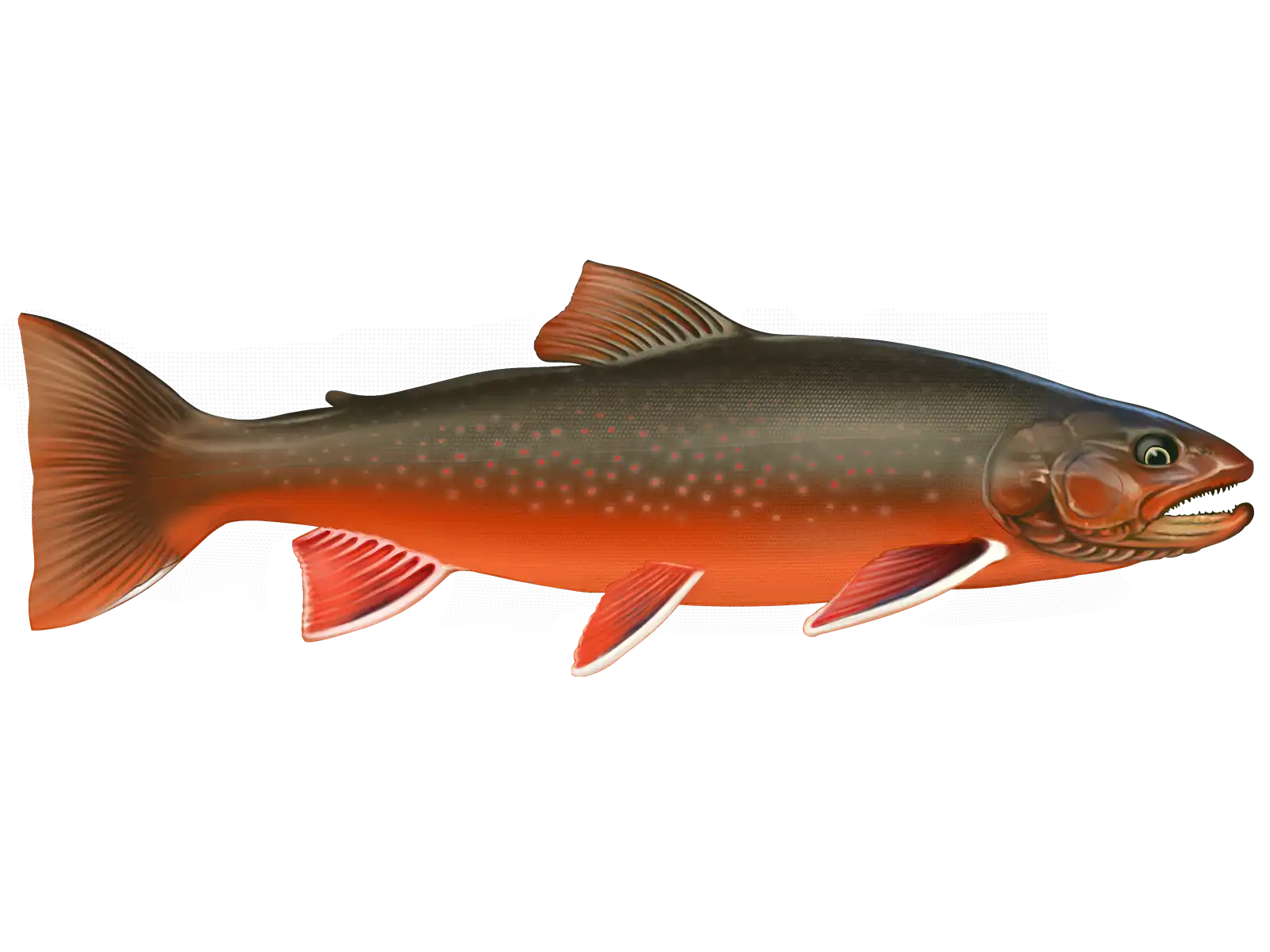 Arctic_Char_ID_1600x_b21e8c890c.webp