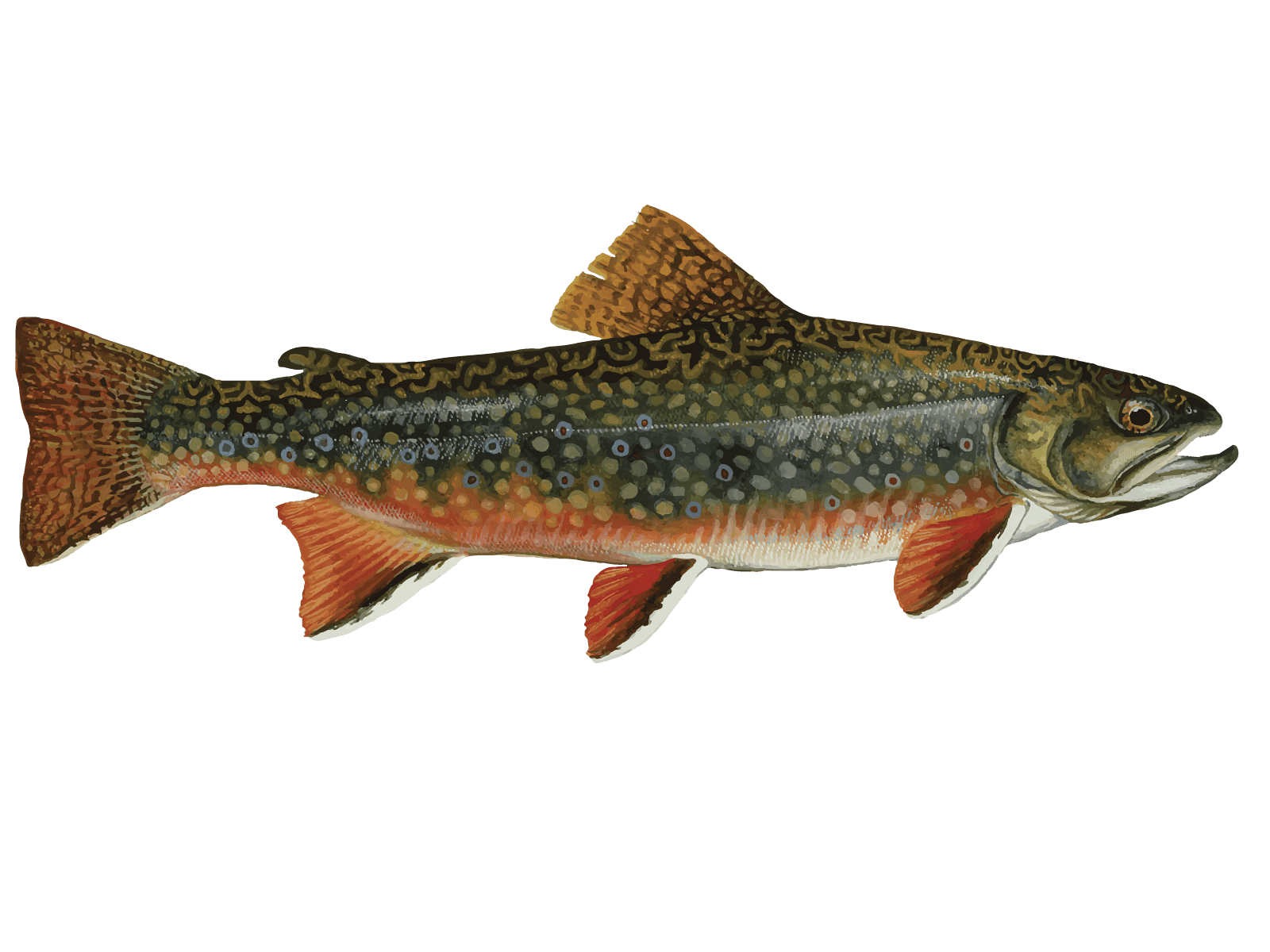 brook trout in oregon