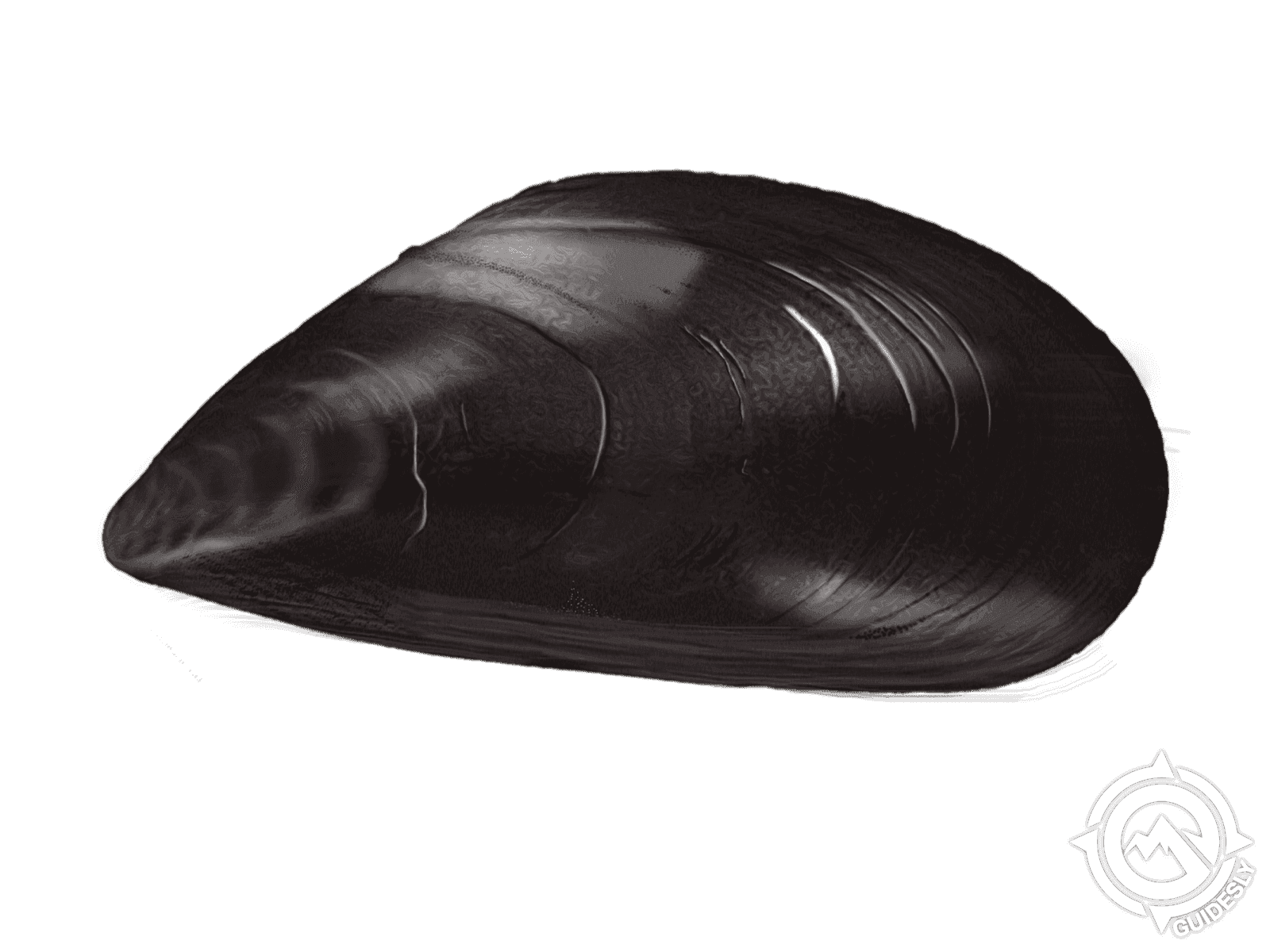 Pacific Blue Mussel