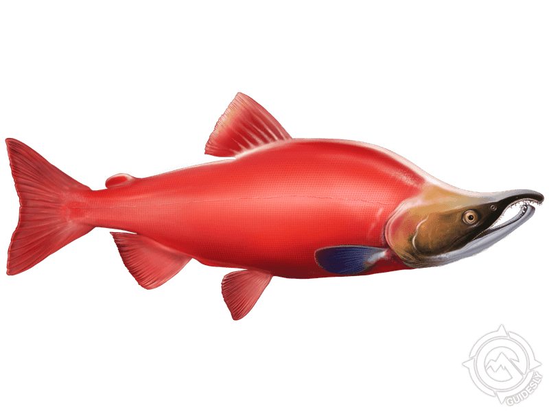 Learn About the Sockeye Salmon – Fishing