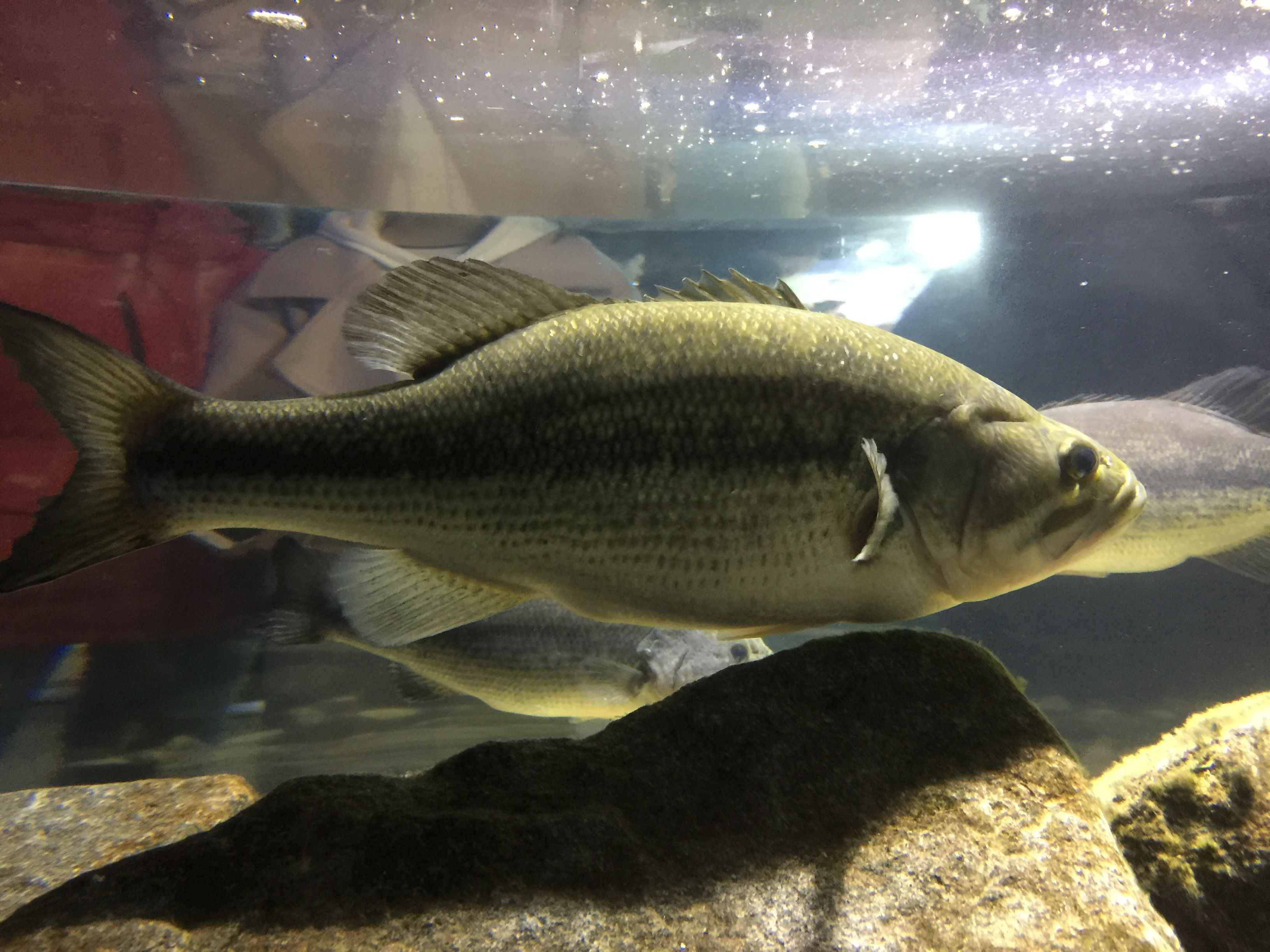 Identify Your Type of Bass - Species Identification