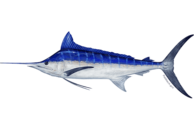 Indo-Pacific Blue Marlin