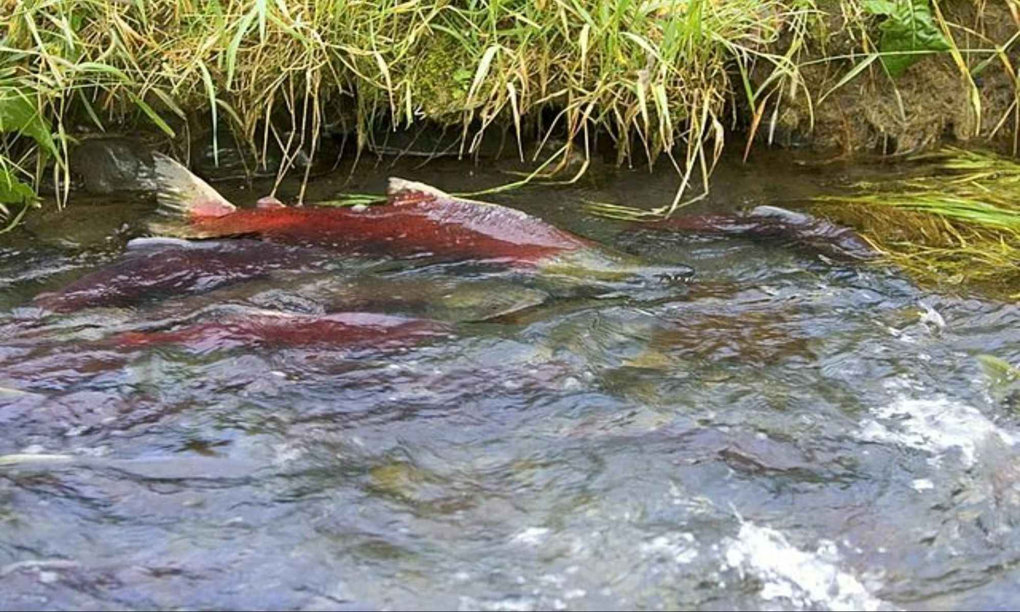 Everything You Need To Know About Fish Spawning