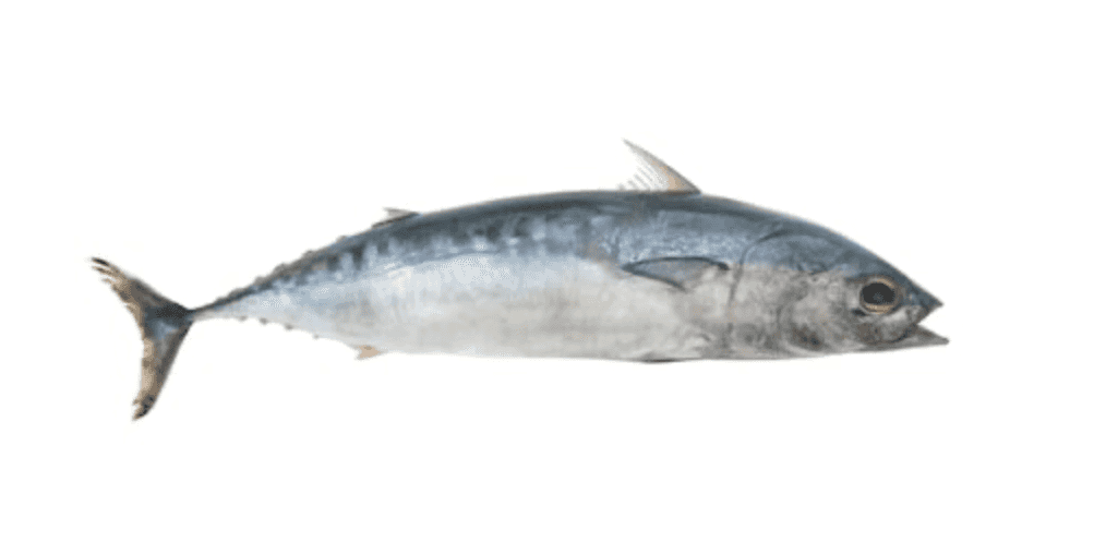 Learn About the Bullet Tuna – Fishing