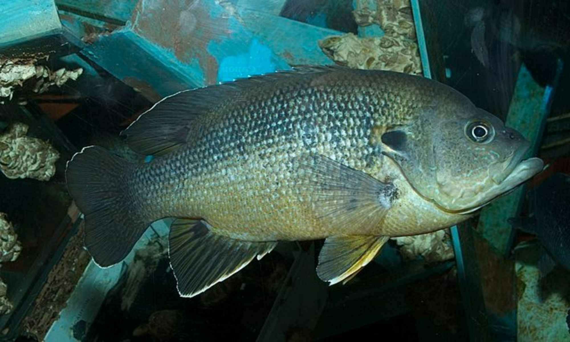 Fishing Tips for Green Sunfish