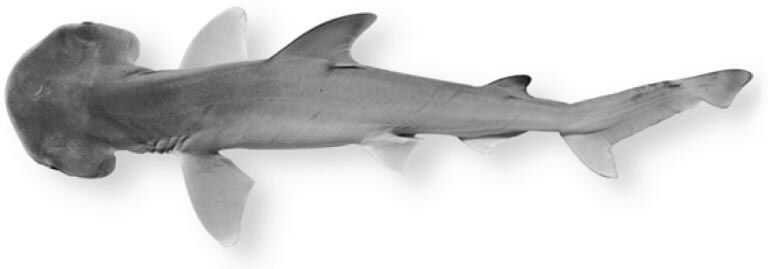 Bonnethead Shark