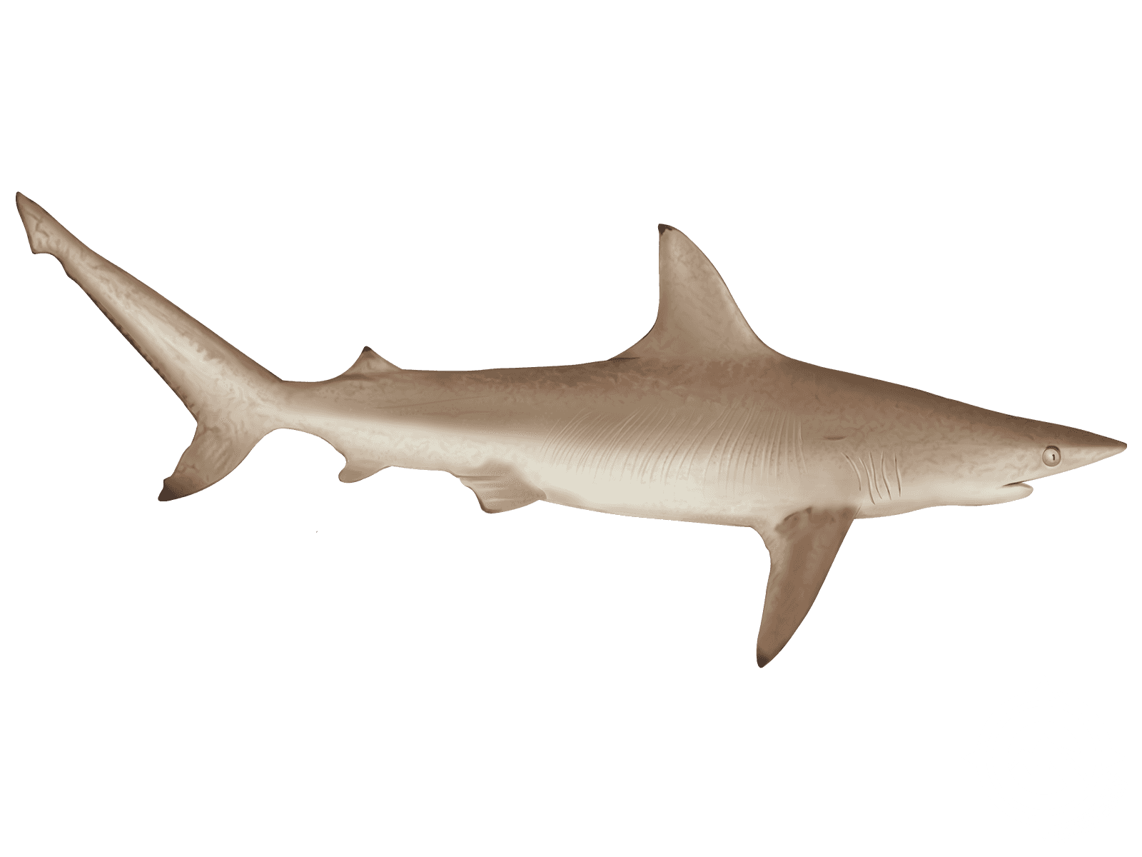 Learn About the Blacktip Shark – Fishing