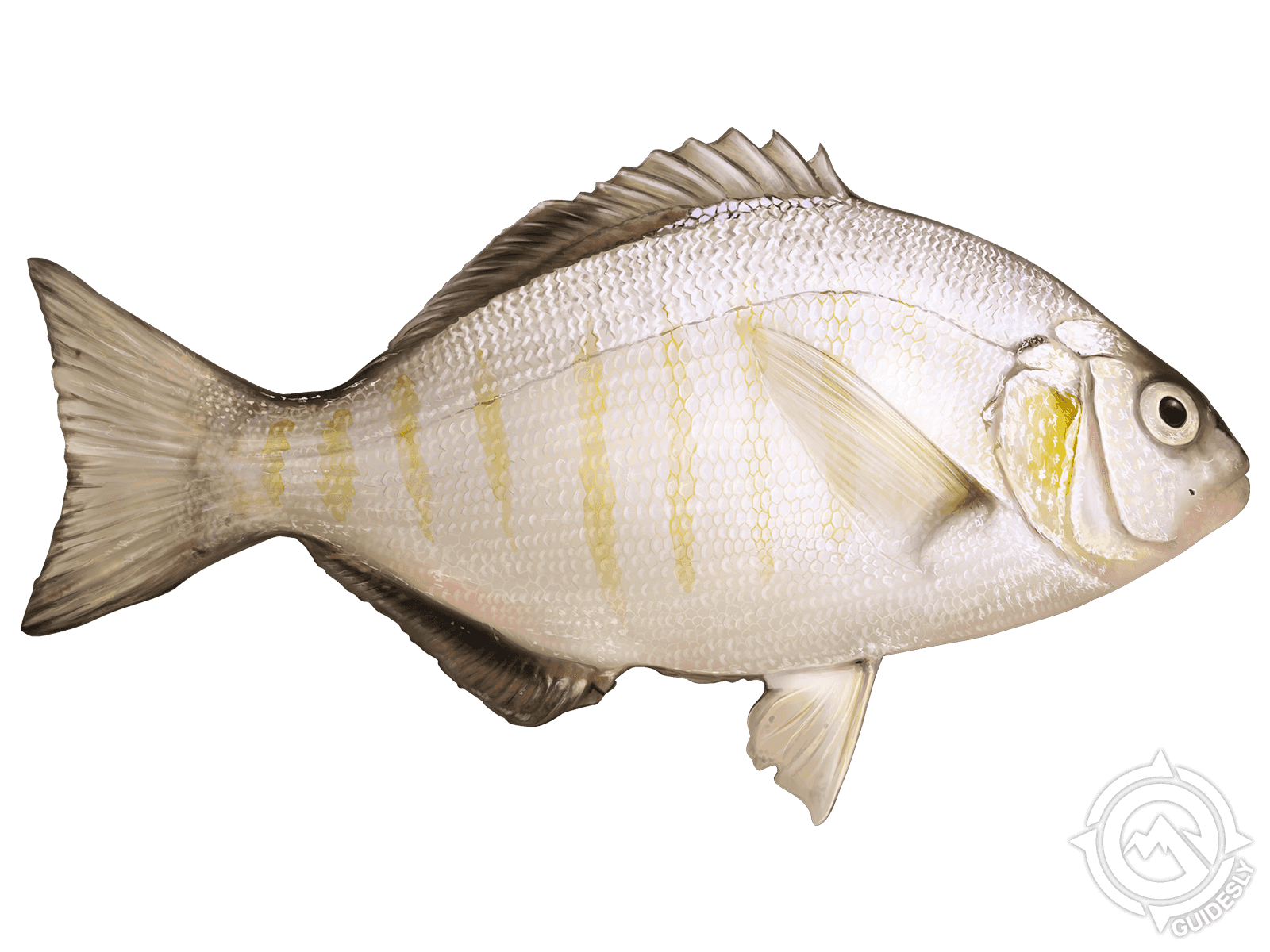 Learn About the Barred Surfperch – Fishing
