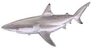 Spinner Shark