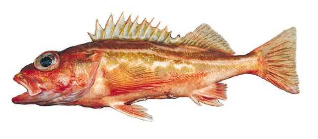 Stripetail Rockfish