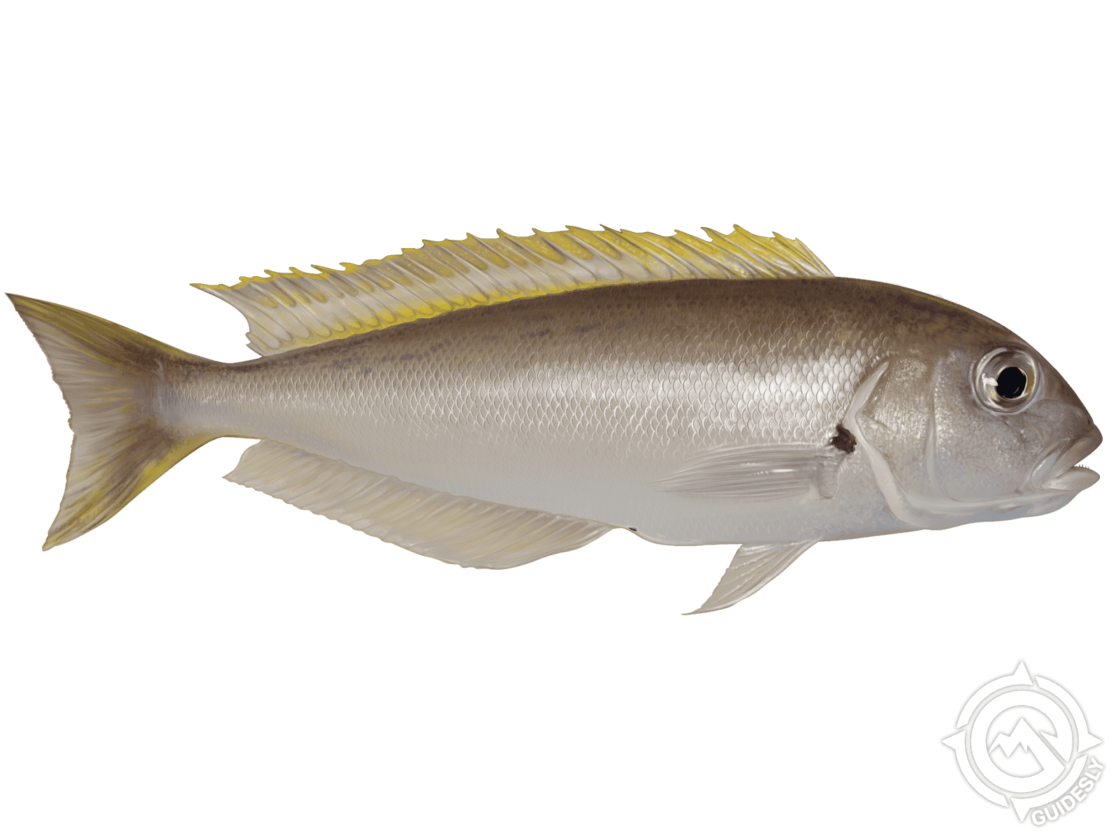 Atlantic Goldeneye Tilefish