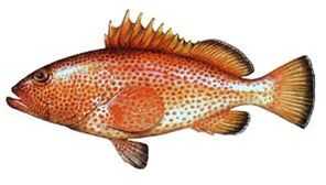 red hind grouper