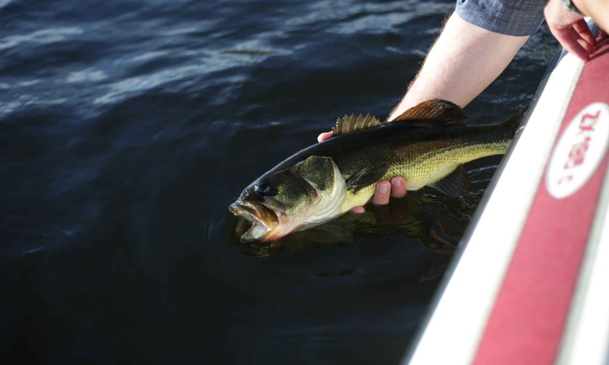 Our Answers to Top Questions About Bass Fishing