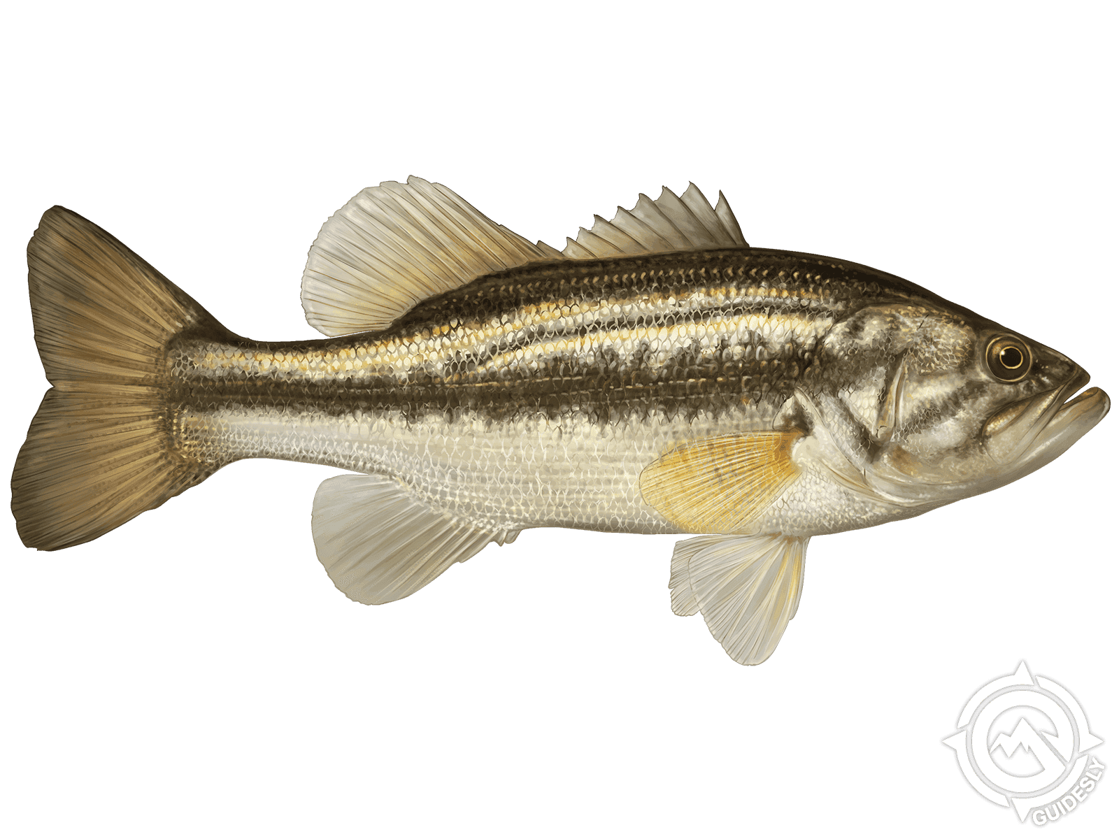 Learn About the Largemouth Bass – Fishing
