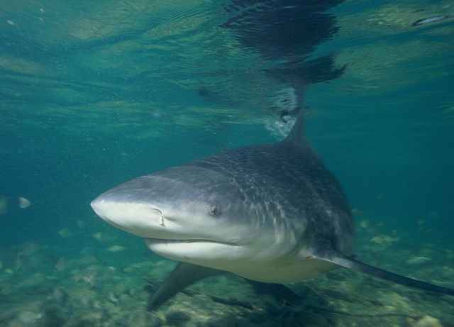 difference between bull shark and great white