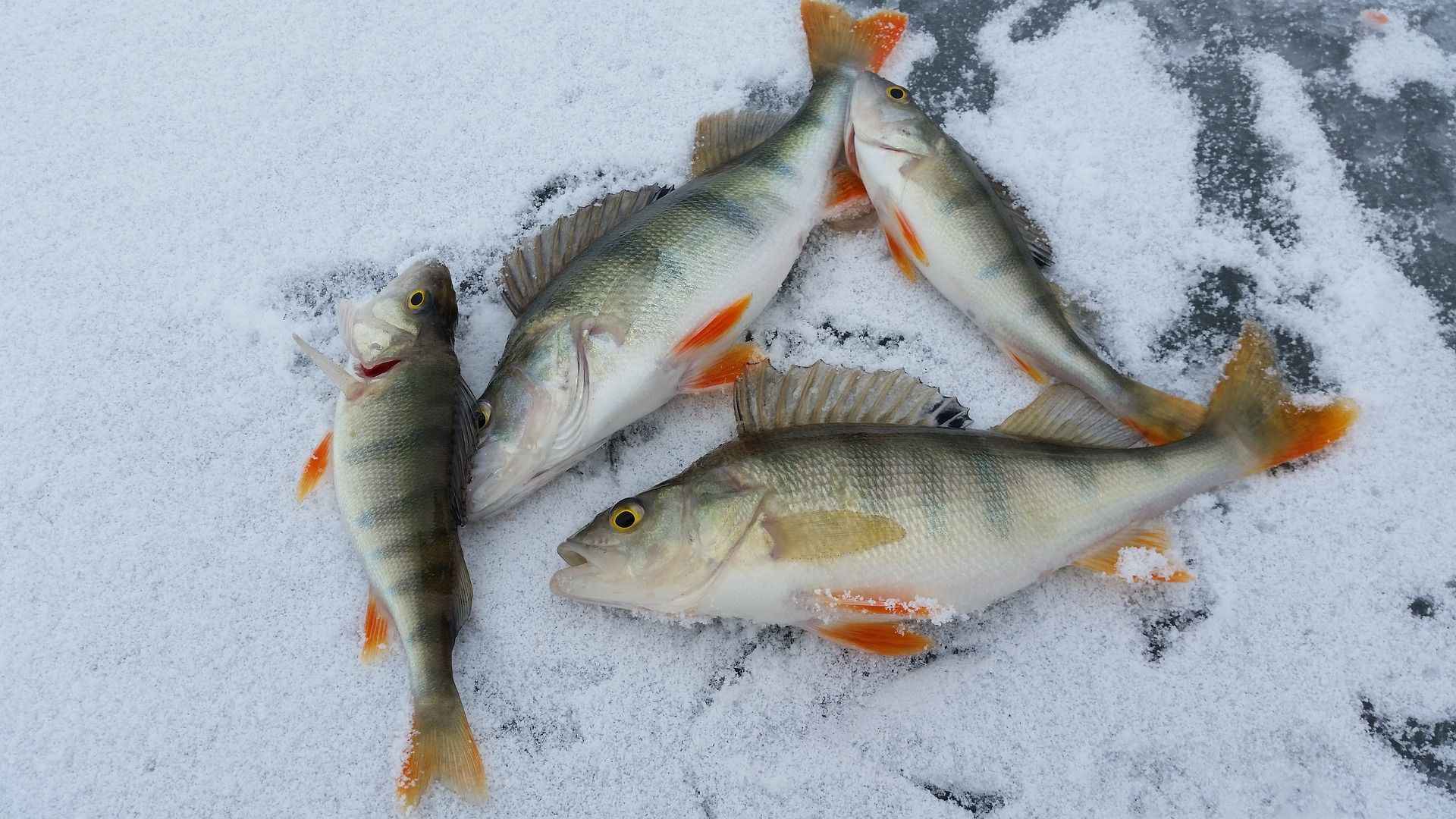 Top 6 Ice Fishing Targets: What can you expect to catch when Ice Fishing?