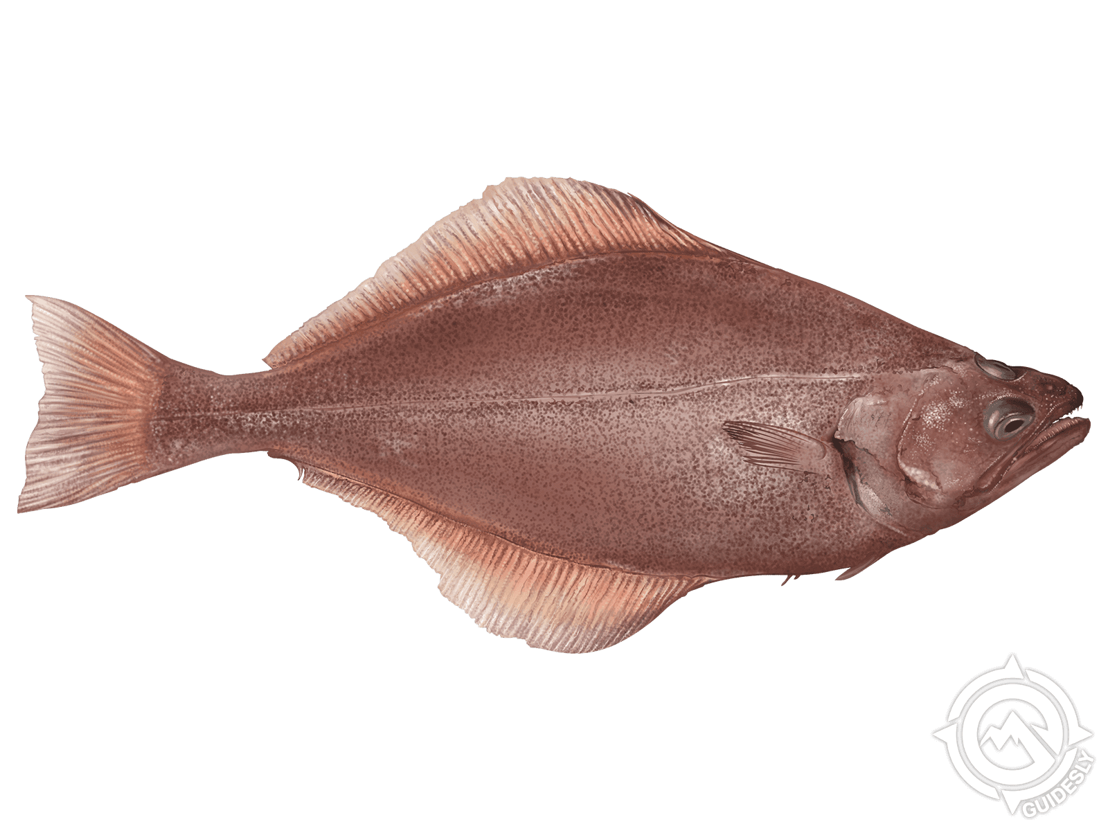 Learn About the Arrow-Tooth Flounder – Fishing
