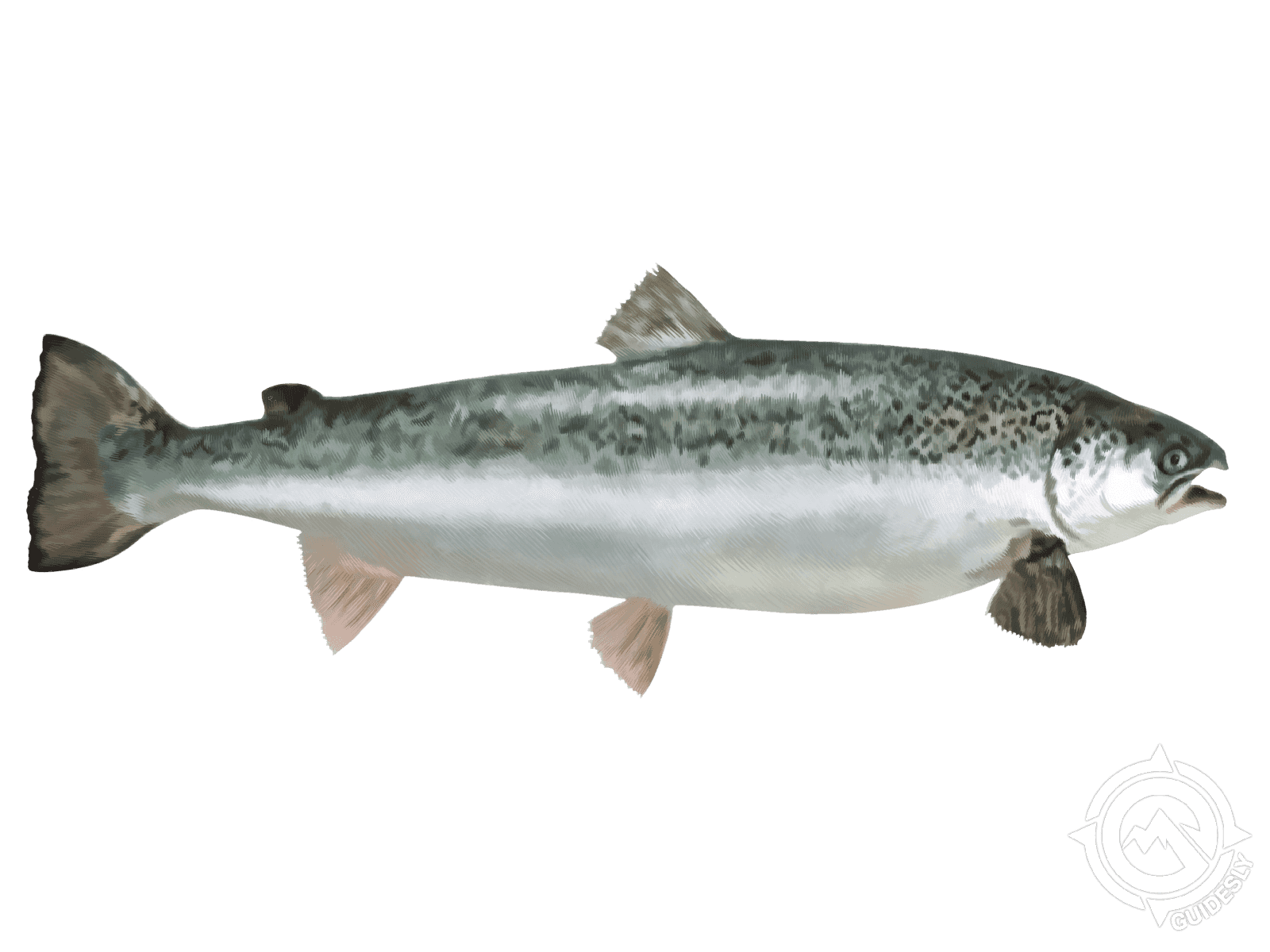 Salmon Scale Stock Photo - Download Image Now - Fish, Animal Scale