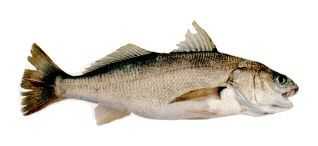 Learn About the Spotfin Croaker – Fishing