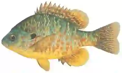 Learn About the Pumpkinseed – Fishing