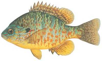pumpkinseed fish