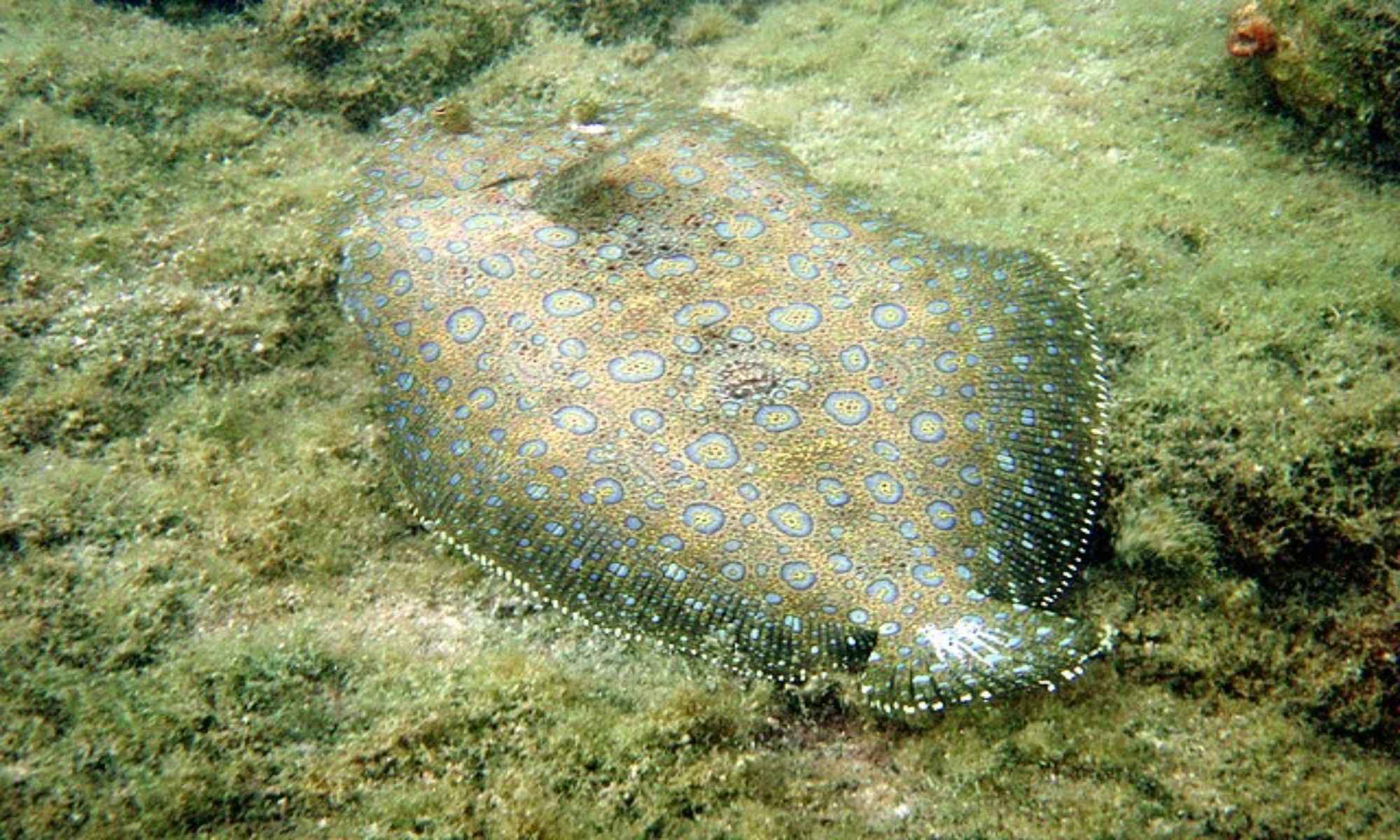 Flounder Fish: Everything You Need To Know