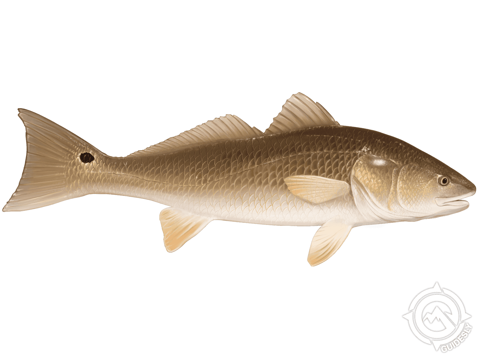 Learn About the Redfish – Fishing