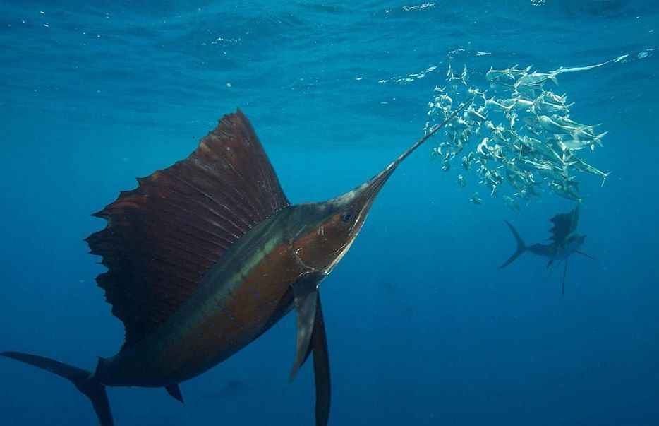 Best Bait and Presentation for Sailfish