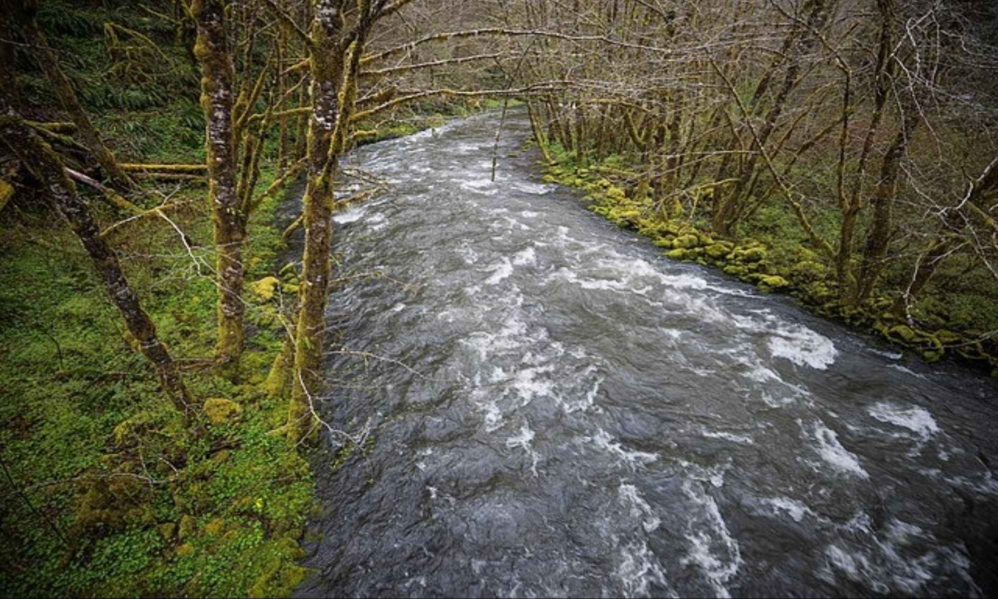 Understanding Fly Fishing Targets in Flowing Water