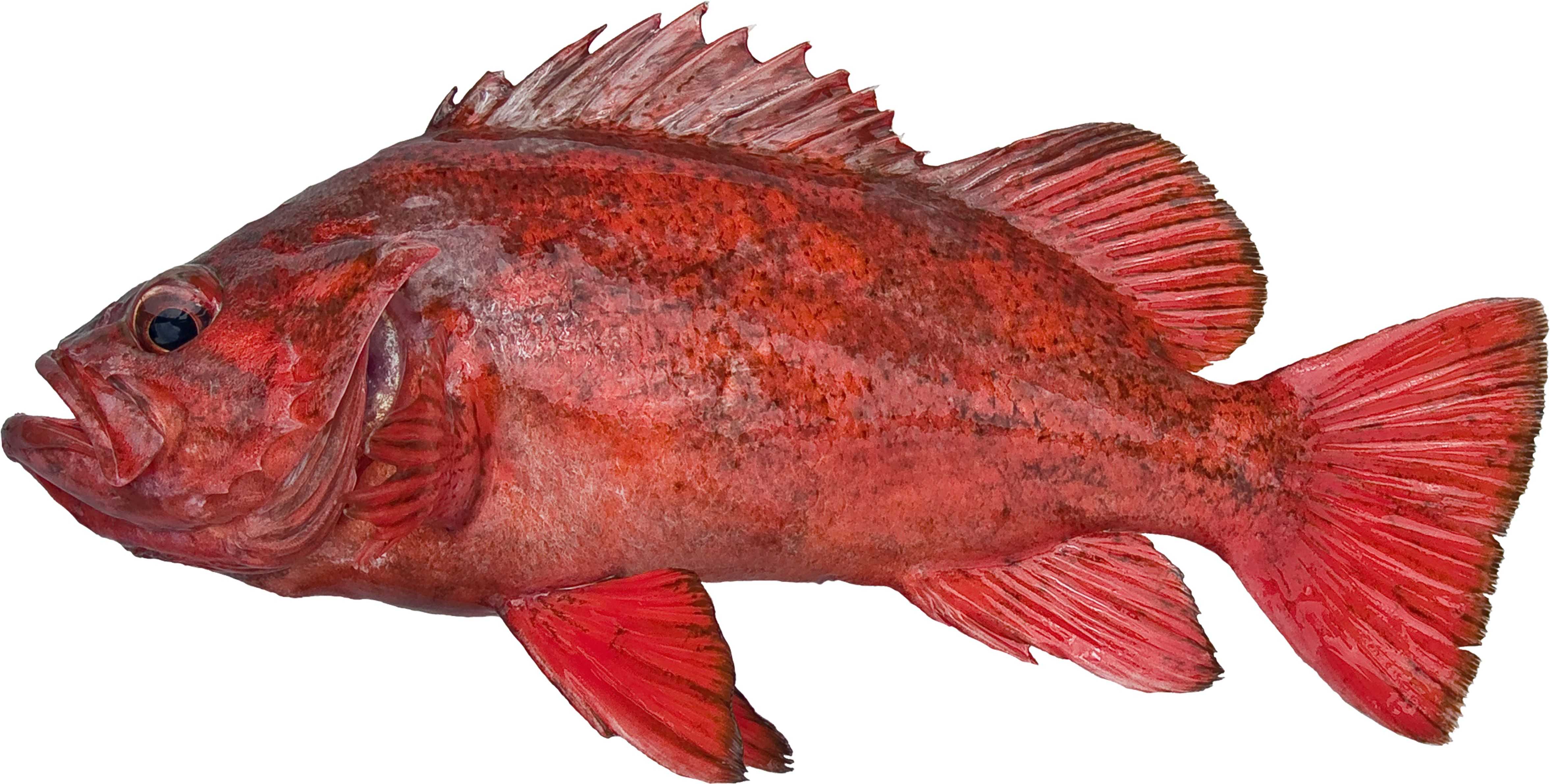 red rock cod