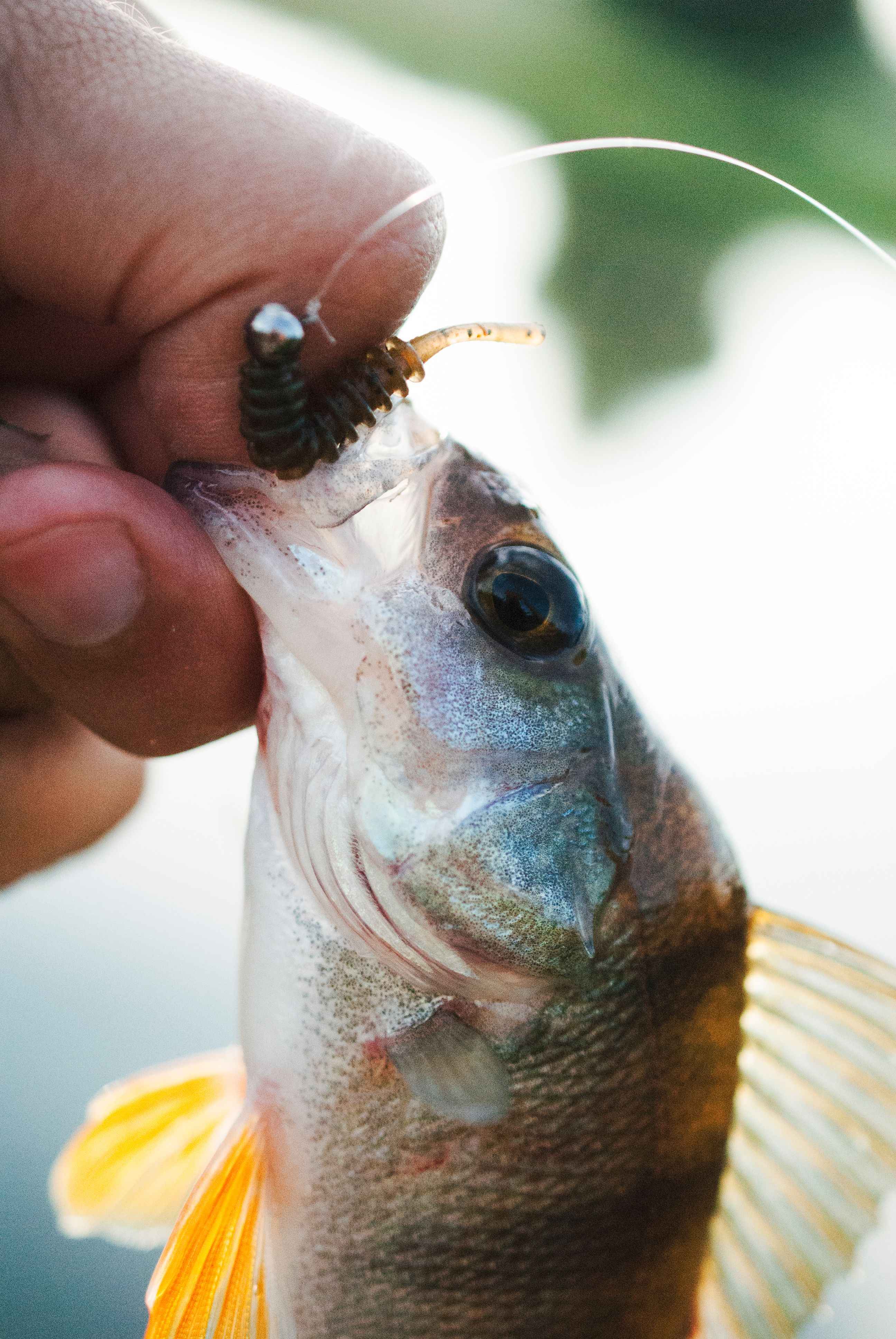 The Science of Fish Feeding: Timing Your Catch
