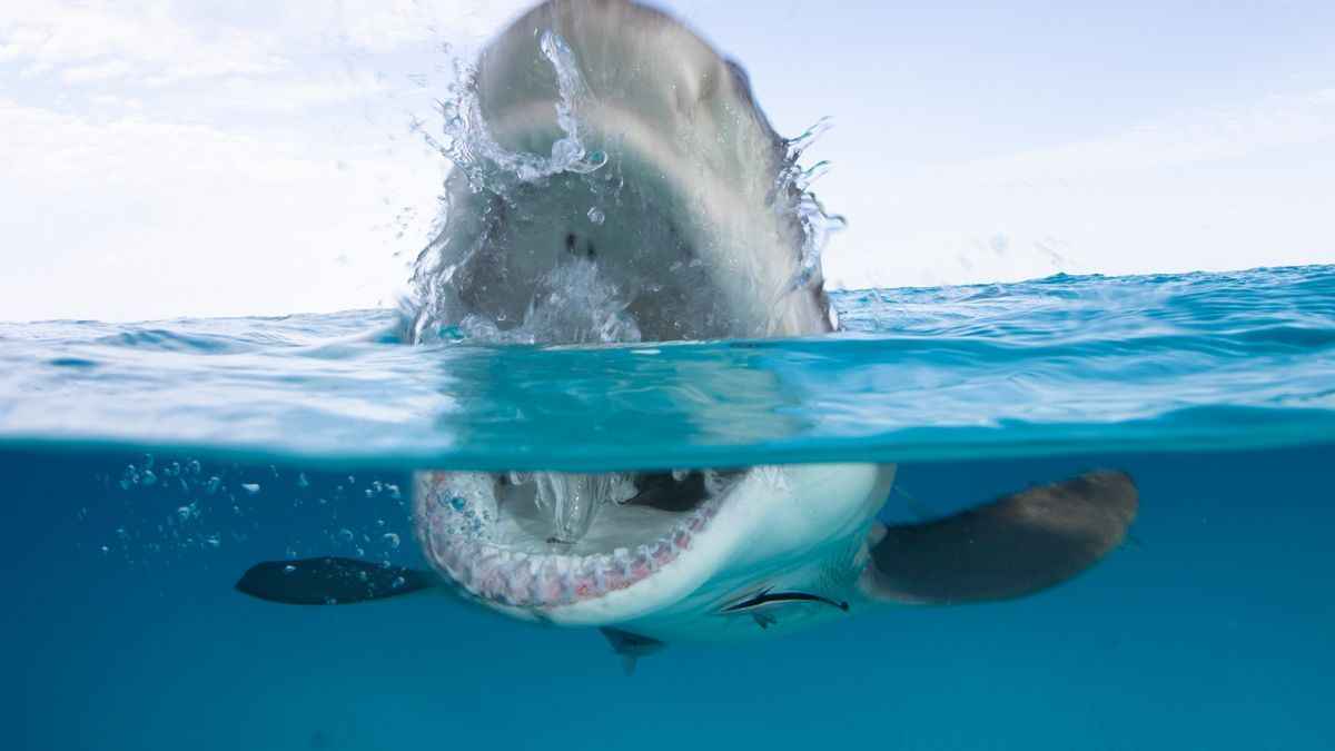 18 Facts About Sharks You Might Not Have Known