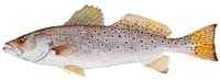 Spotted Weakfish