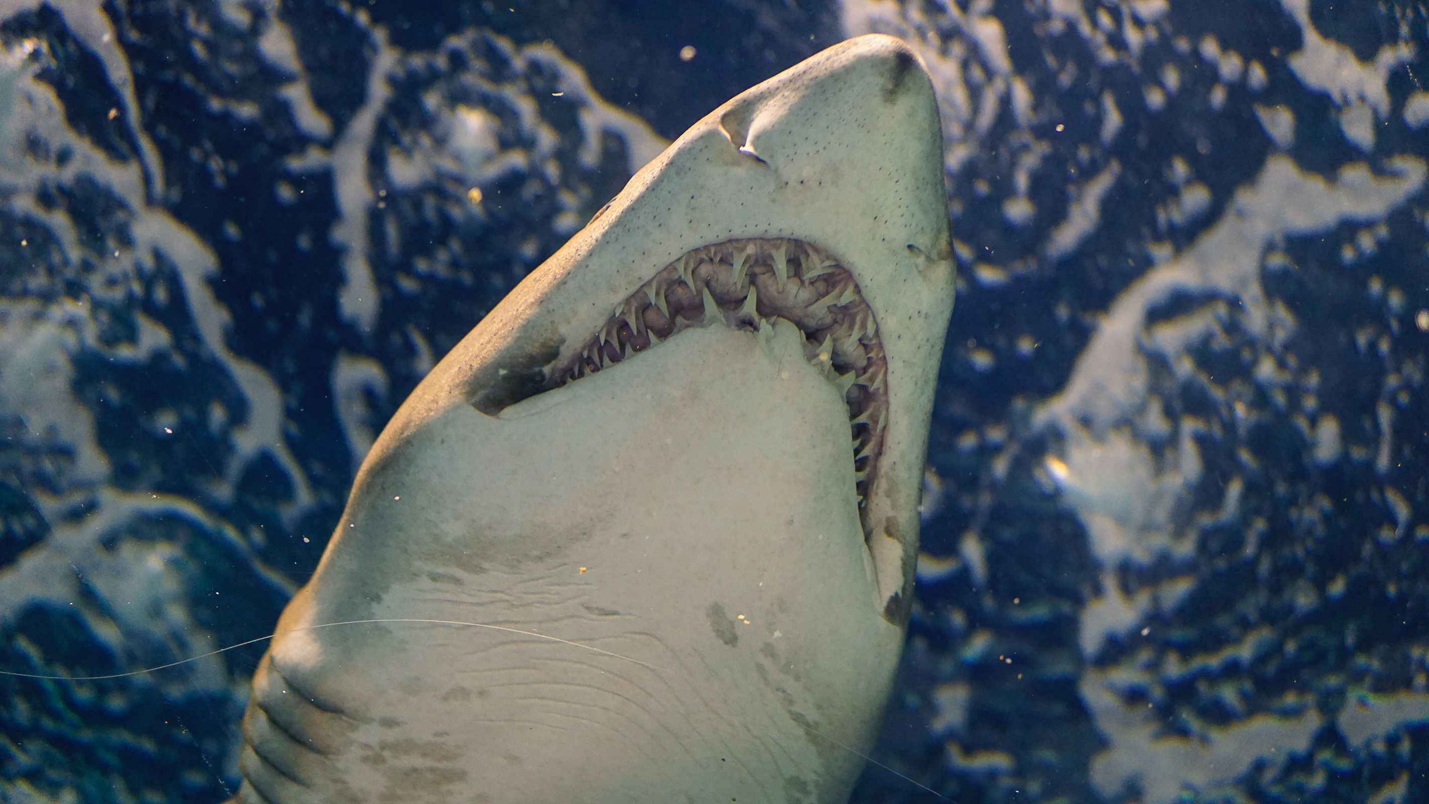 Busted Shark Myths