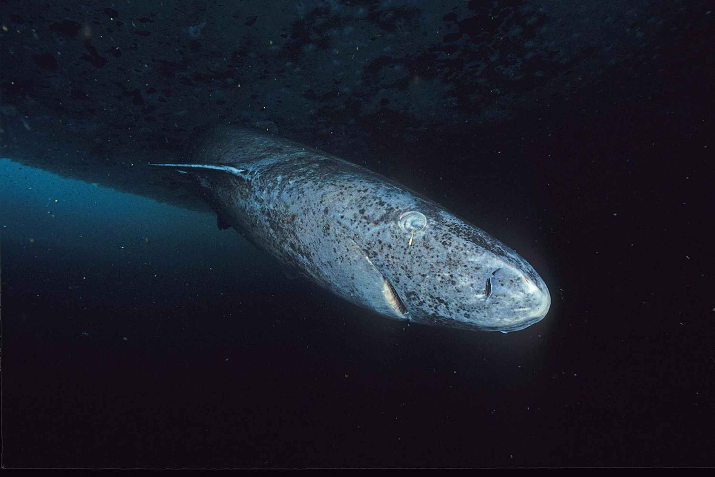 Meeting the Greenland Sharks