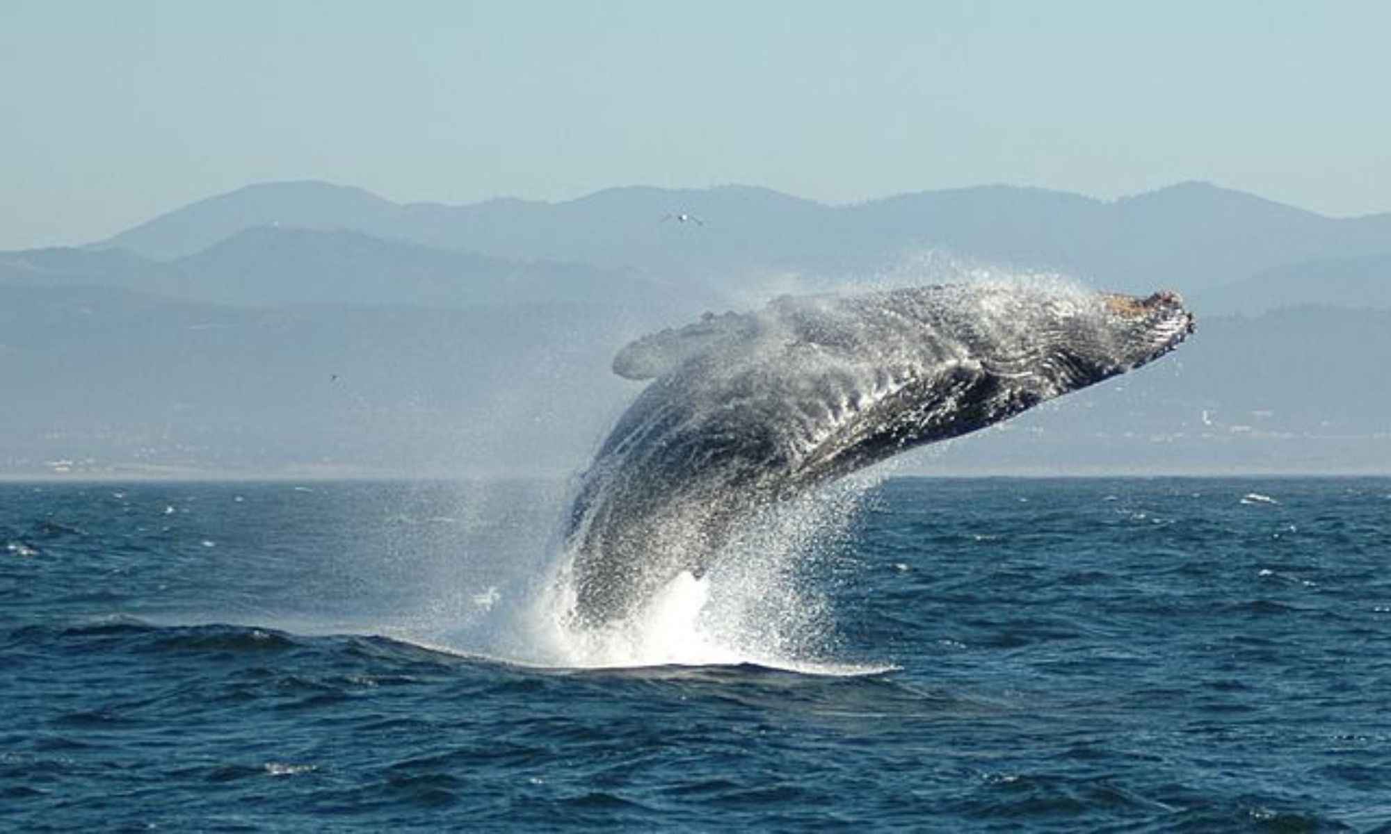 How Do Whales Protect Themselves?