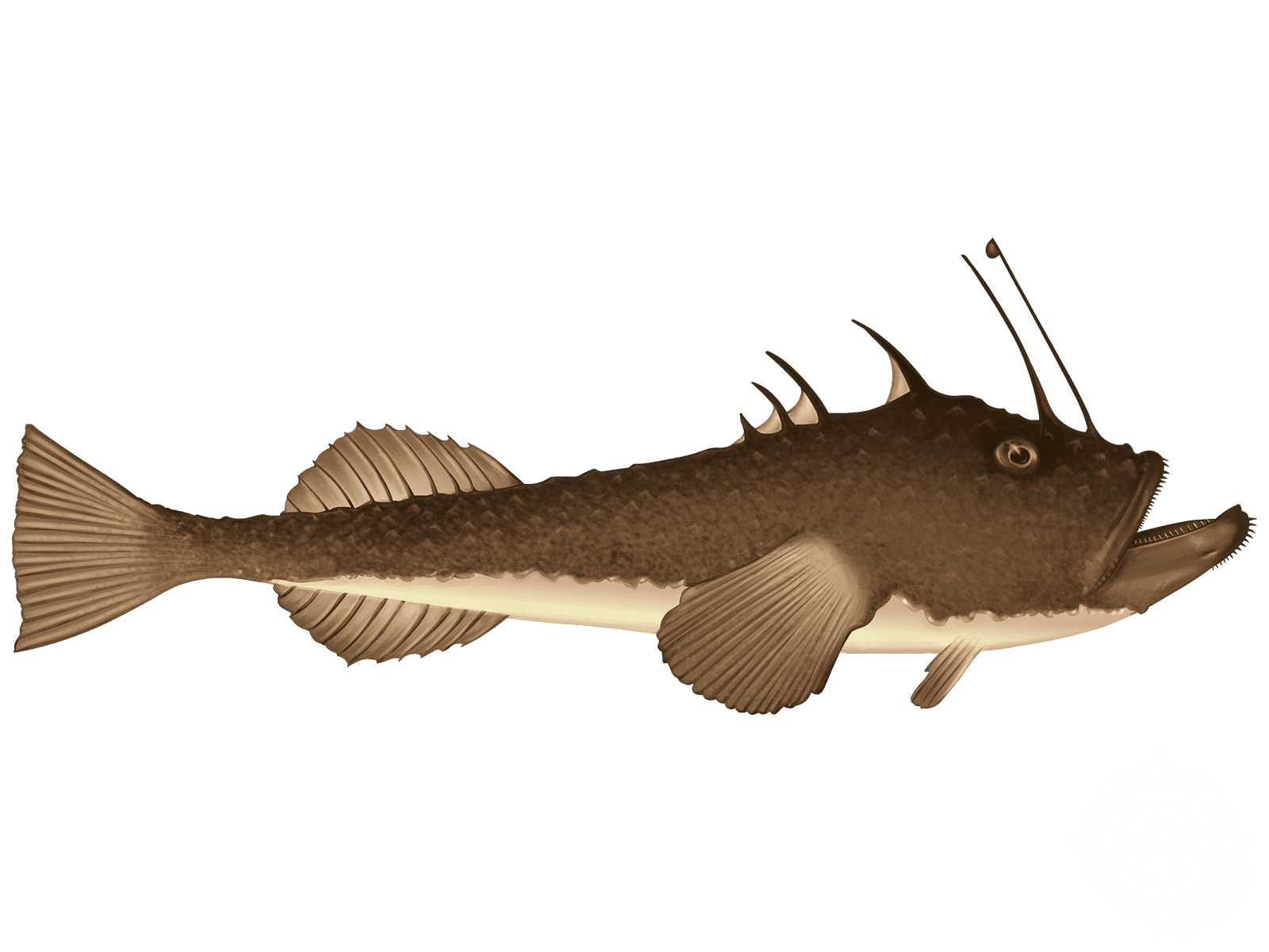 Setting an Ambush - Angler Fish Update! - Feed and Grow Fish